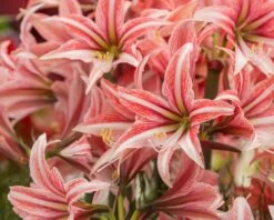 Amaryllis 'Sweet Lilian' -Flowers Sales Store amaryllis sweet lilian 2
