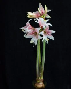 Amaryllis 'Sweet Lilian' -Flowers Sales Store amaryllis sweet lilian 4