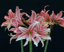 Amaryllis 'Sweet Lilian' -Flowers Sales Store amaryllis sweet lilian 6