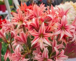 Amaryllis 'Sweet Lilian' -Flowers Sales Store amaryllis sweet lilian 7