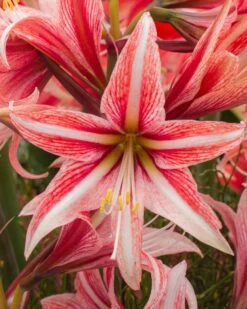 Amaryllis 'Sweet Lilian' -Flowers Sales Store amaryllis sweet lilian 8