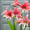 Amaryllis 'Sweet Lilian' -Flowers Sales Store amaryllis sweet lilian 9
