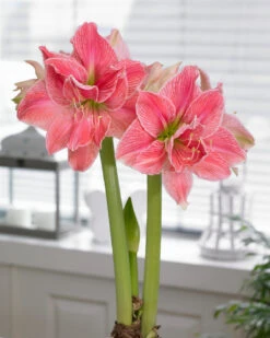 Amaryllis 'Sweet Nymph' -Flowers Sales Store amaryllis sweet nymph 1