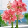 Amaryllis 'Sweet Nymph' 2 Amaryllis 'Sweet Nymph' -Flowers Sales Store amaryllis sweet nymph 2