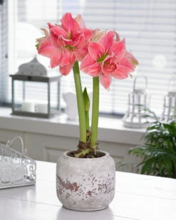 Amaryllis 'Sweet Nymph' -Flowers Sales Store amaryllis sweet nymph 3