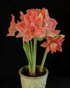 Amaryllis 'Sweet Nymph' -Flowers Sales Store amaryllis sweet nymph 4