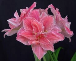 Amaryllis 'Sweet Nymph' -Flowers Sales Store amaryllis sweet nymph 5