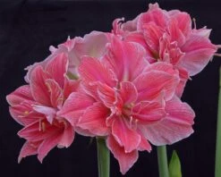 Amaryllis 'Sweet Nymph' -Flowers Sales Store amaryllis sweet nymph 6
