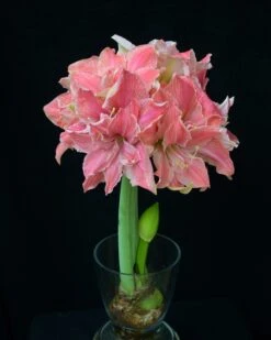 Amaryllis 'Sweet Nymph' -Flowers Sales Store amaryllis sweet nymph 8