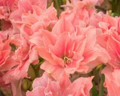 Amaryllis 'Sweet Nymph' -Flowers Sales Store amaryllis sweet nymph 9