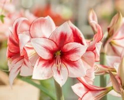 Amaryllis 'Temptation' 11 Amaryllis 'Temptation' -Flowers Sales Store amaryllis temptation 0