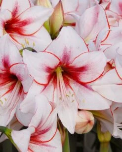Amaryllis 'Temptation' 12 Amaryllis 'Temptation' -Flowers Sales Store amaryllis temptation 1