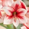 Amaryllis 'Temptation' 1 Amaryllis 'Temptation' -Flowers Sales Store amaryllis temptation 2 9fb3eab2 452a 4246 b259 3963d827adc5