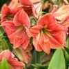 Amaryllis 'Terra Cotta Star' -Flowers Sales Store amaryllis terra cotta star 0