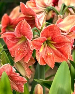 Amaryllis 'Terra Cotta Star'