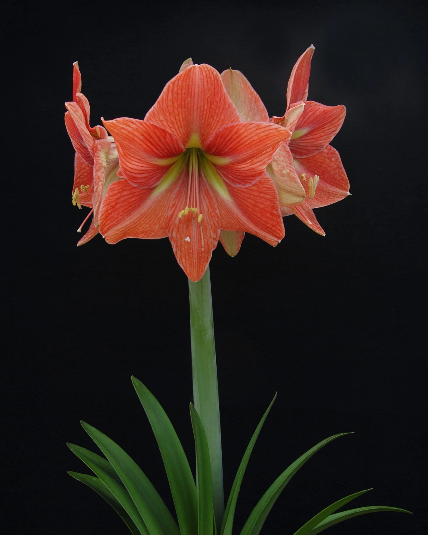 Amaryllis 'Terra Cotta Star' 7 Amaryllis 'Terra Cotta Star' - Image 5