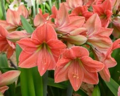 Amaryllis 'Terra Cotta Star' 15 Amaryllis 'Terra Cotta Star' -Flowers Sales Store amaryllis terra cotta star 3