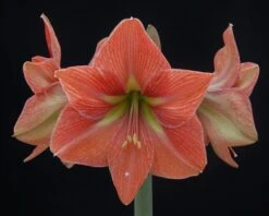 Amaryllis 'Terra Cotta Star' 16 Amaryllis 'Terra Cotta Star' -Flowers Sales Store amaryllis terra cotta star 4