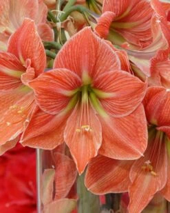 Amaryllis 'Terra Cotta Star' 13 Amaryllis 'Terra Cotta Star' -Flowers Sales Store amaryllis terra cotta star 5