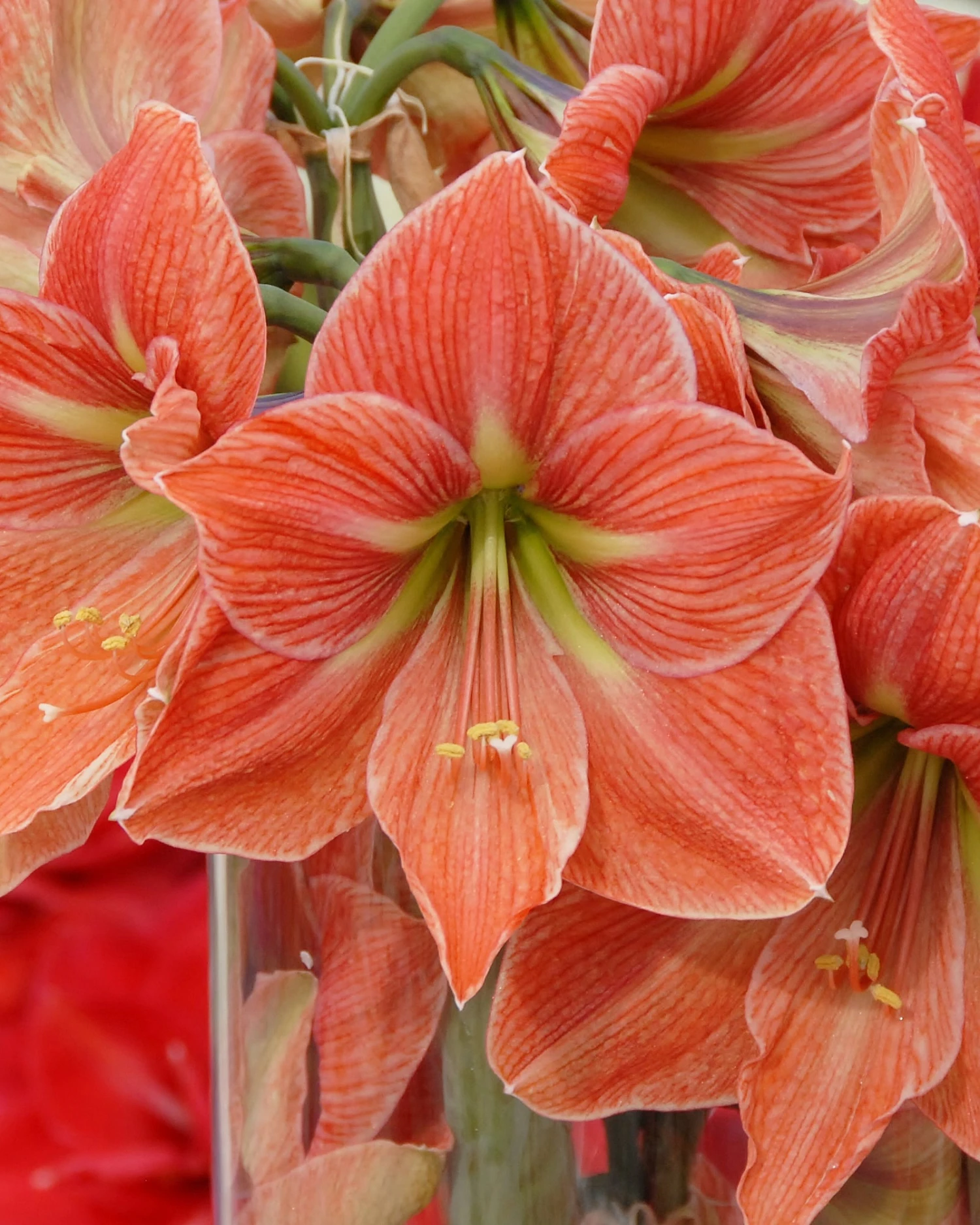 Amaryllis 'Terra Cotta Star' 6 Amaryllis 'Terra Cotta Star' - Image 4