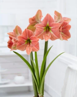 Amaryllis 'Terra Cotta Star' 12 Amaryllis 'Terra Cotta Star' -Flowers Sales Store amaryllis terra cotta star 6