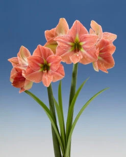 Amaryllis 'Terra Cotta Star' 17 Amaryllis 'Terra Cotta Star' -Flowers Sales Store amaryllis terra cotta star 7