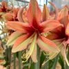Amaryllis 'Wild Amazone' 1 Amaryllis 'Wild Amazone' -Flowers Sales Store amaryllis wild amazone 00