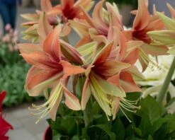Amaryllis 'Wild Amazone' -Flowers Sales Store amaryllis wild amazone 1