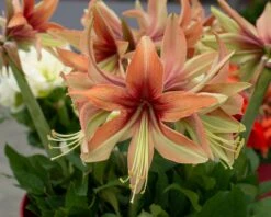 Amaryllis 'Wild Amazone' -Flowers Sales Store amaryllis wild amazone 2