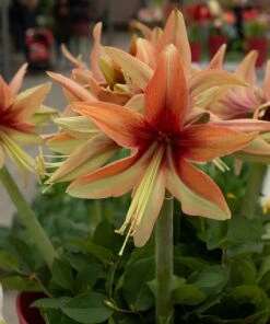 Amaryllis 'Wild Amazone' -Flowers Sales Store amaryllis wild amazone 3