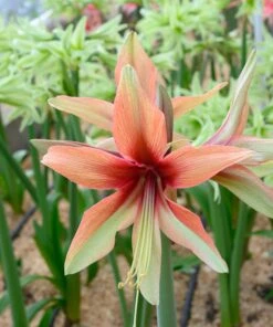 Amaryllis 'Wild Amazone' -Flowers Sales Store amaryllis wild amazone 4