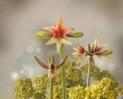 Amaryllis 'Wild Amazone' -Flowers Sales Store amaryllis wild amazone 5