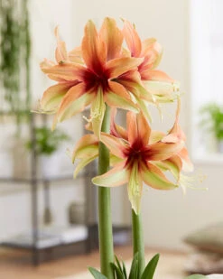Amaryllis 'Wild Amazone' -Flowers Sales Store amaryllis wild amazone 6
