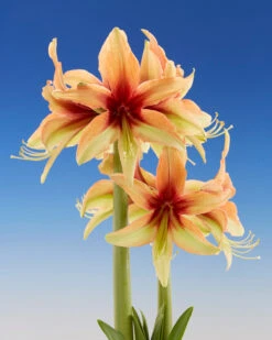 Amaryllis 'Wild Amazone' -Flowers Sales Store amaryllis wild amazone 7