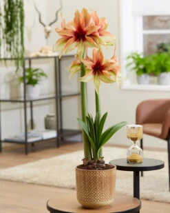 Amaryllis 'Wild Amazone' -Flowers Sales Store amaryllis wild amazone 8