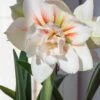Amaryllis 'Nymph' 1 Amaryllis 'Nymph' -Flowers Sales Store amarylllis nymph 0
