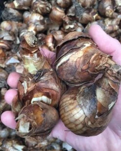 Narcissus 'Bridal Crown' -Flowers Sales Store bridalcrown ex2