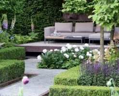 Paeonia 'Shirley Temple' 11 Paeonia 'Shirley Temple' -Flowers Sales Store chelsea flower show look