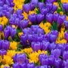 Crocus Collection 'Del Piero' -Flowers Sales Store collection crocus geel blue 1