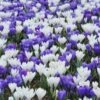 Crocus Collection 'Match Of The Day' -Flowers Sales Store collection crocus white blue 1