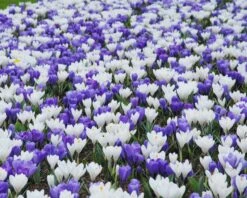 Crocus Collection 'Match Of The Day' 11 Crocus Collection 'Match Of The Day' -Flowers Sales Store collection crocus white blue 2