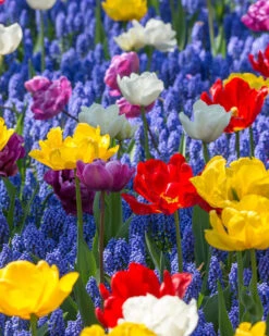 Collection 'Floating Doubles' 9 Collection 'Floating Doubles' -Flowers Sales Store collection floating doubles 3