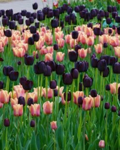 Tulip Collection 'Night & Day' 11 Tulip Collection 'Night & Day' -Flowers Sales Store collection foxx queen night 1