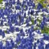 Collection 'Sir Bobby' -Flowers Sales Store collection muscari white splendour 1