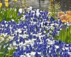 Collection 'Sir Bobby' -Flowers Sales Store collection muscari white splendour 2