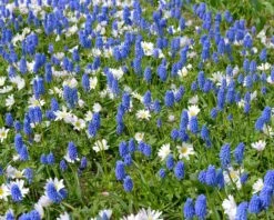 Collection 'Sir Bobby' -Flowers Sales Store collection muscari white splendour 3