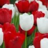 Tulip Collection 'Royal Style' -Flowers Sales Store collection red white tulips 1