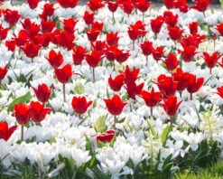 Flowers Sales Store -Flowers Sales Store collection showwinner white crocus2