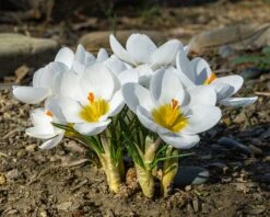 Crocus 'Ard Schenk' -Flowers Sales Store crocus ard schenk 02