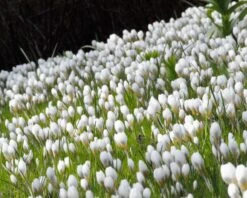 Crocus 'Ard Schenk' -Flowers Sales Store crocus ard schenk 3